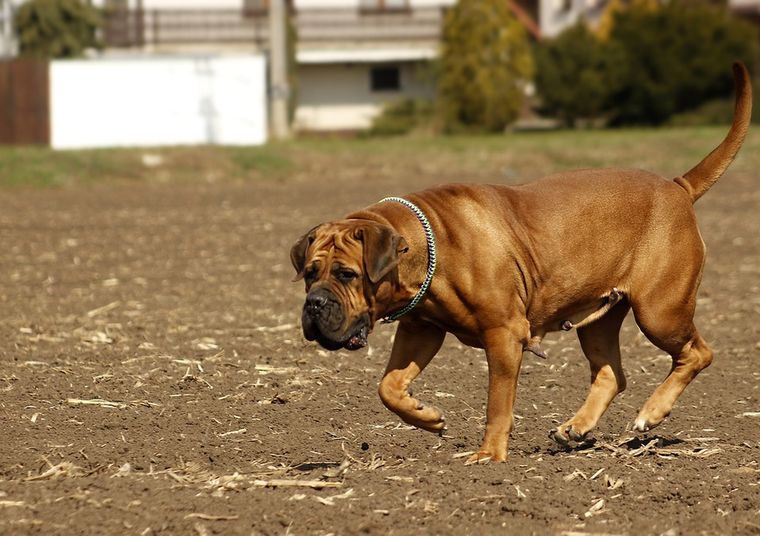 Rasa boerboel