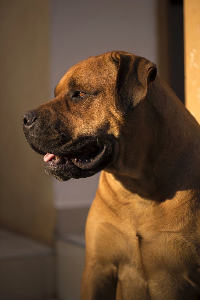 Boerboel pies