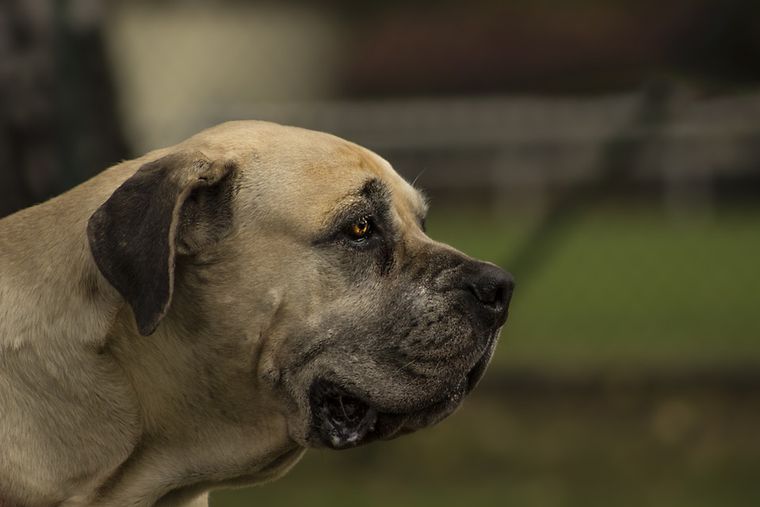 Pies afrykański boerboel