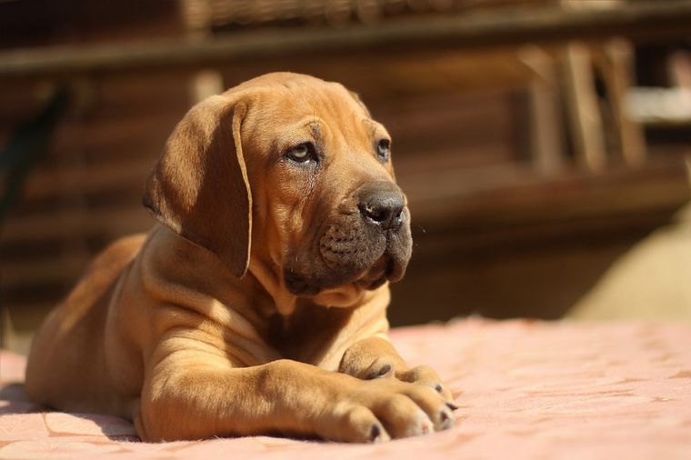 Boerboel szczeniak