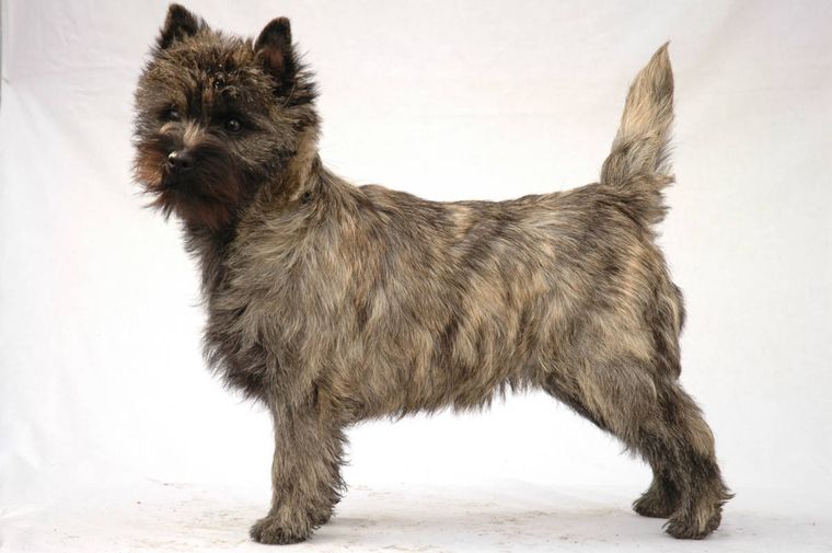 Cairn terrier