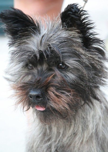 Pies cairn terrier