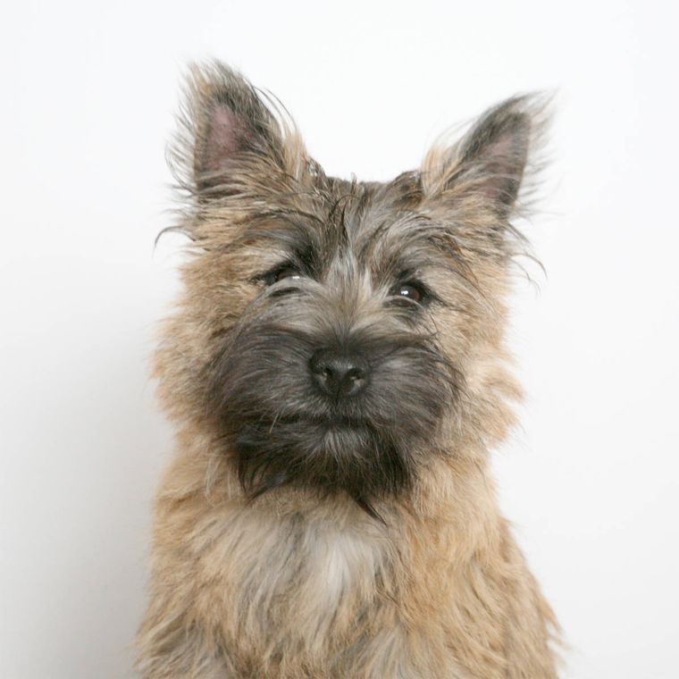 Cairn terrier