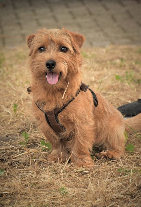 Pies cairn terrier