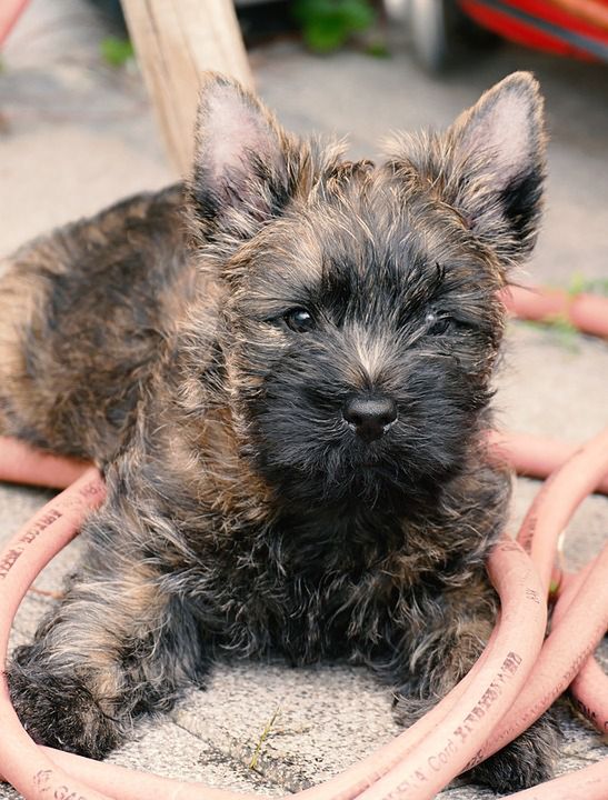 Cairn terrier szczeniak