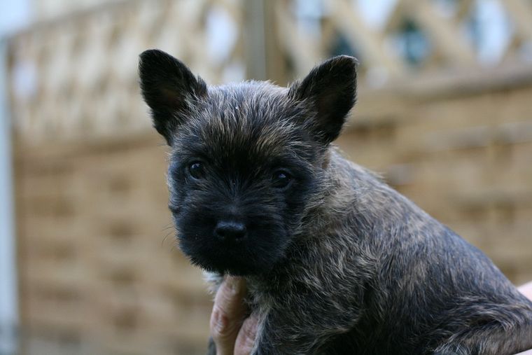 Cairn terrier szczeniak