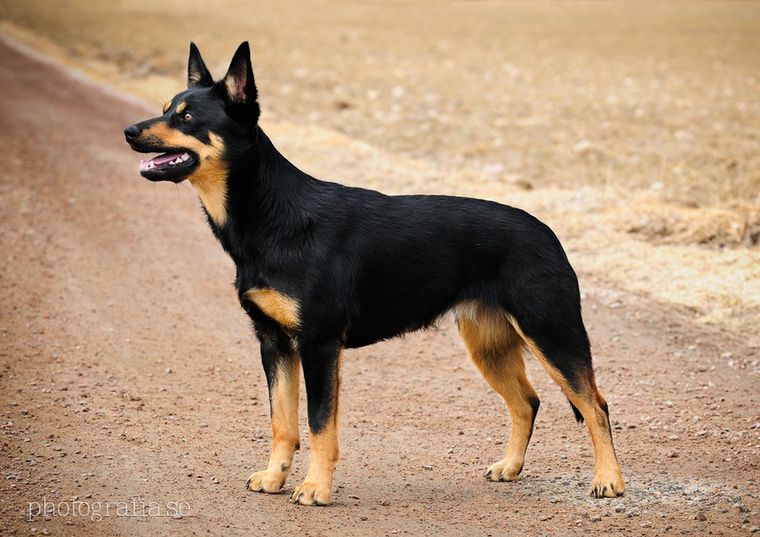 Kelpie australijski