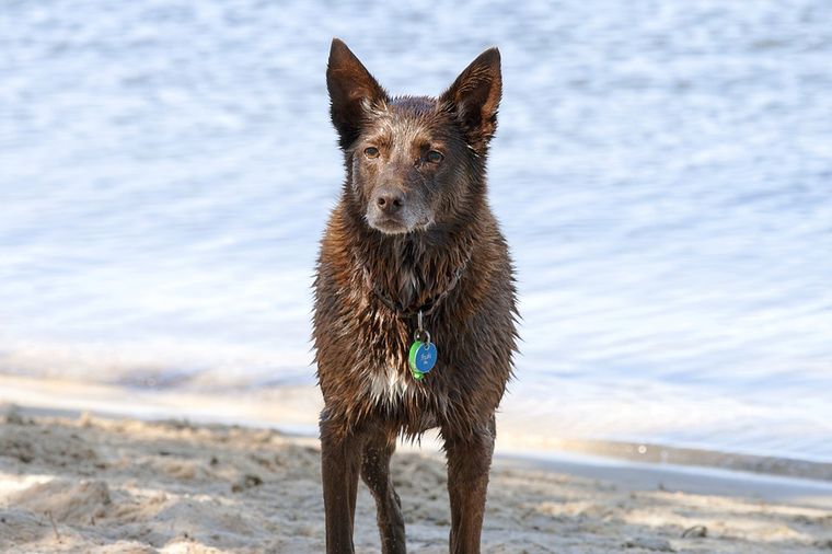 Owczarek australijski kelpie