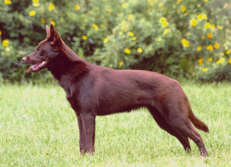 Australijski kelpie