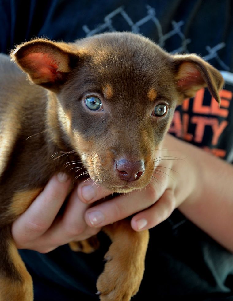 Owczarek australijski kelpie szczeniak