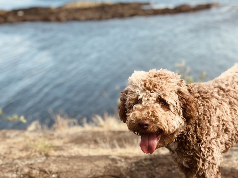 Pies lagotto romagnolo