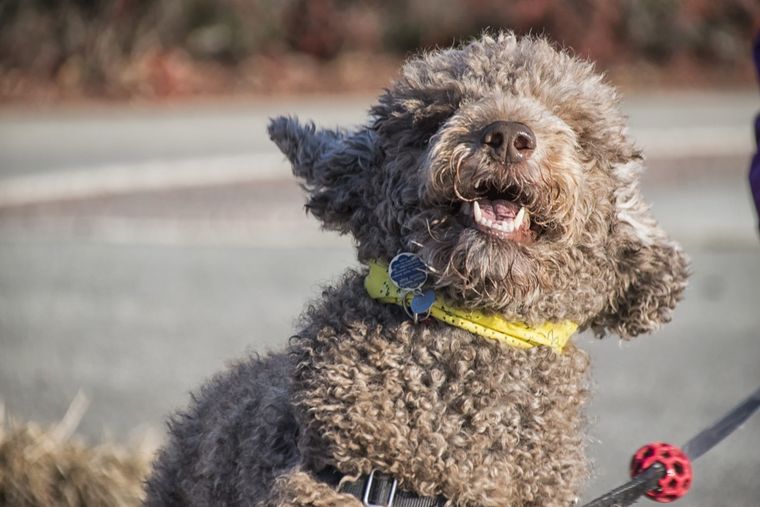 Pies lagotto romagnolo