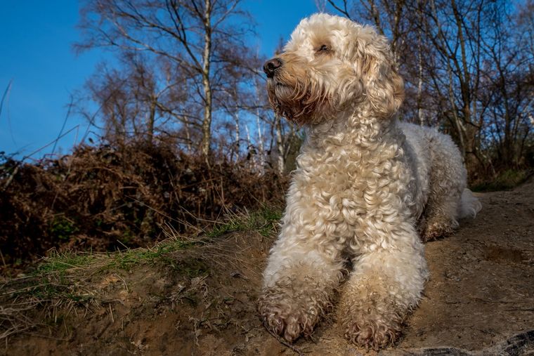 Lagotto romagnolo