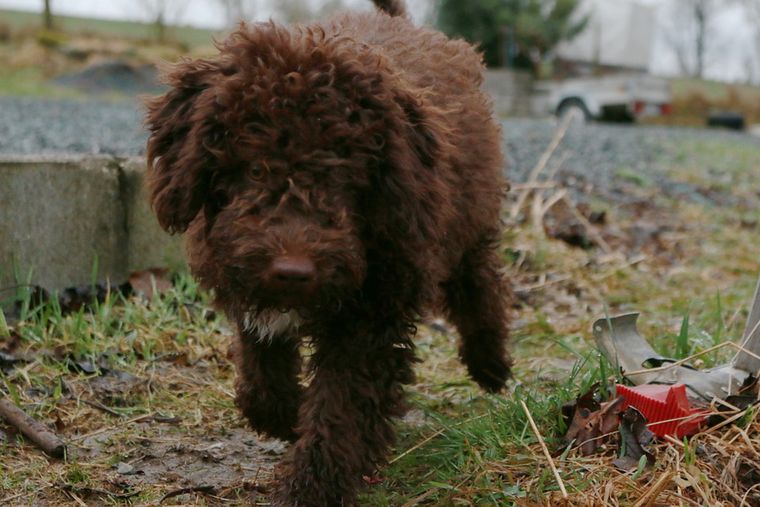 Lagotto romagnolo