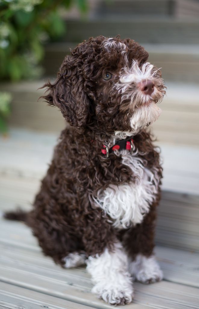 Lagotto romagnolo szczeniak