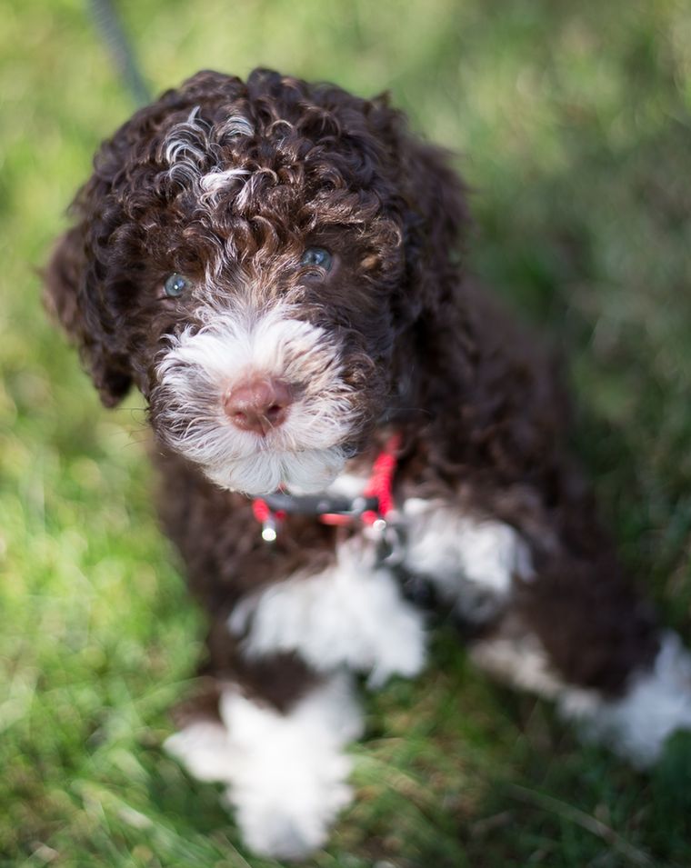 Lagotto romagnolo szczeniak