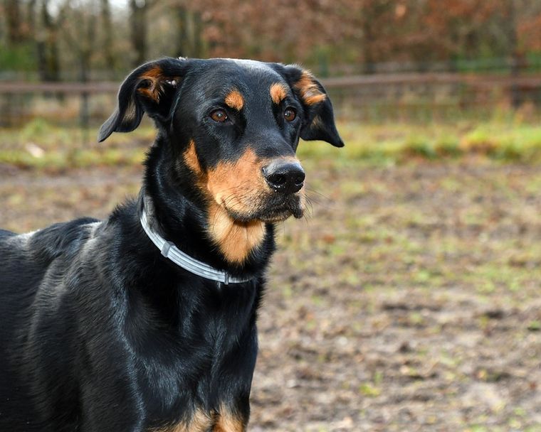 Owczarek francuski beauceron