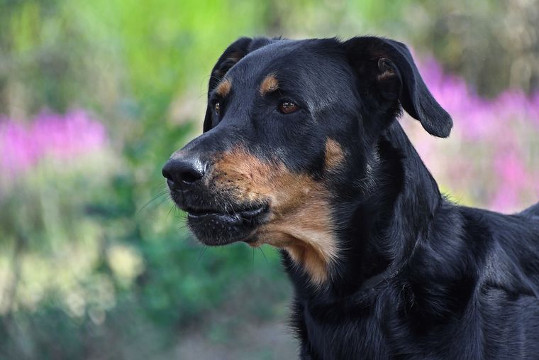 Beauceron