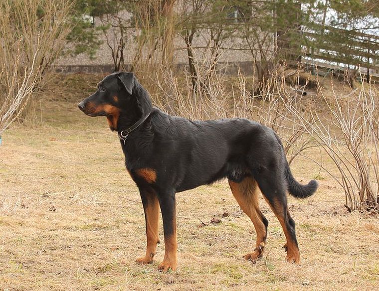 Owczarek beauceron