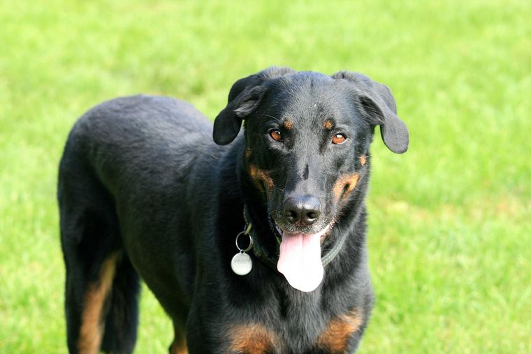 Beauceron owczarek francuski