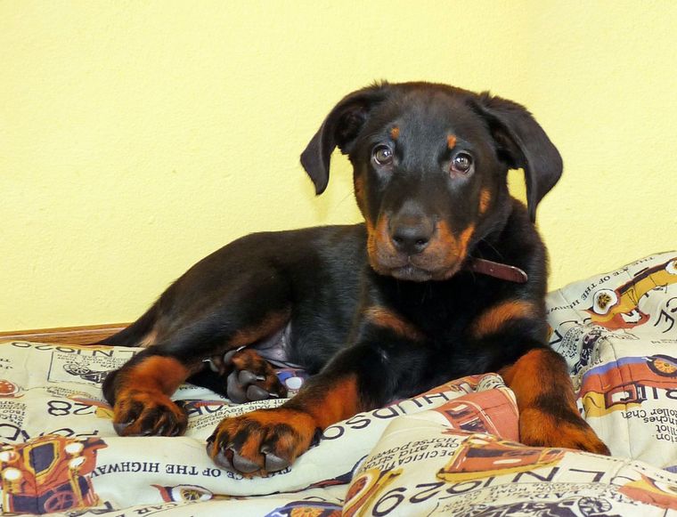 Owczarek francuski beauceron szczeniak