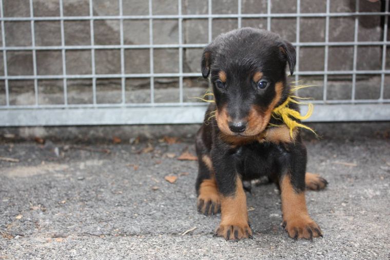 Owczarek francuski beauceron szczeniak