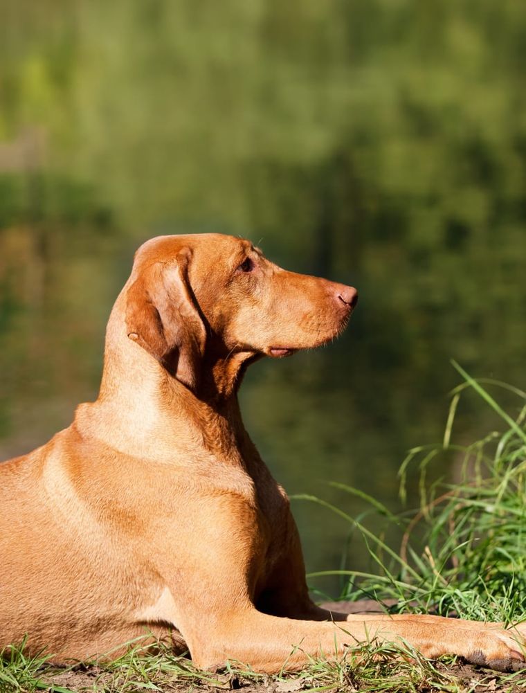 Hungarian vizsla