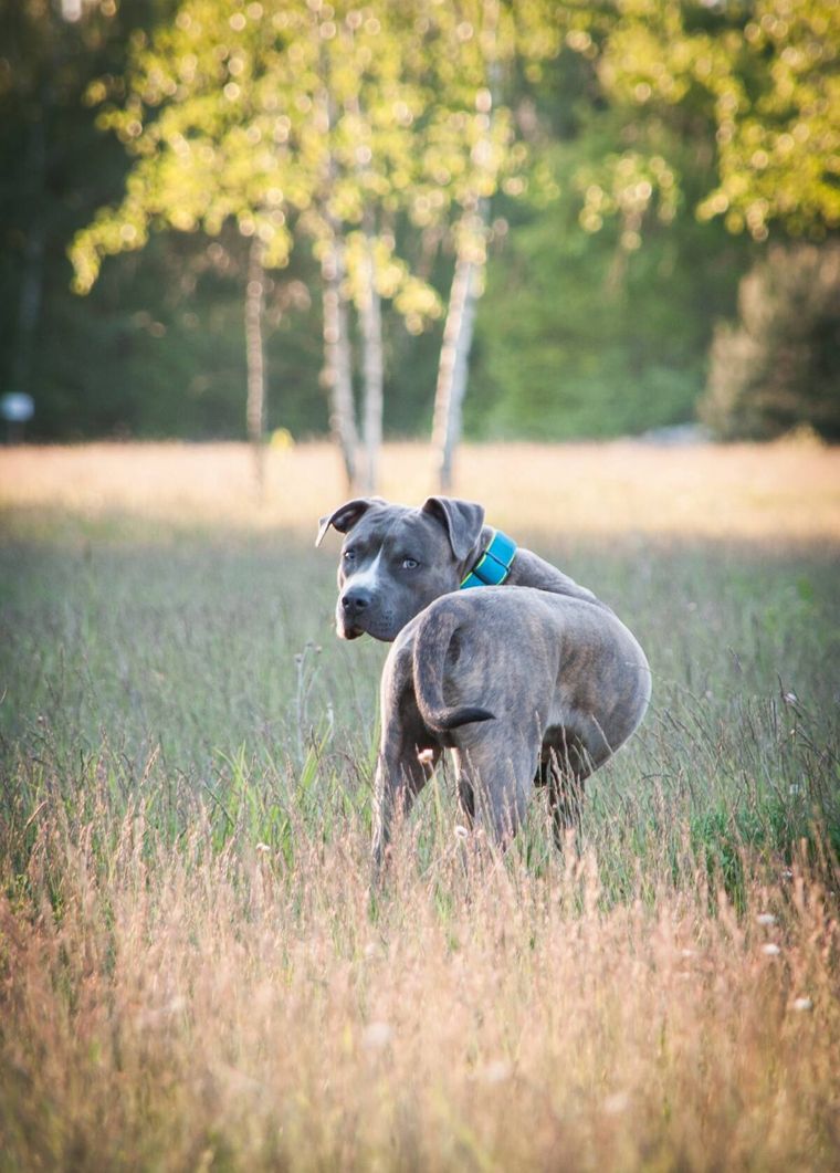 amstaff