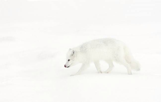 arctic fox 04