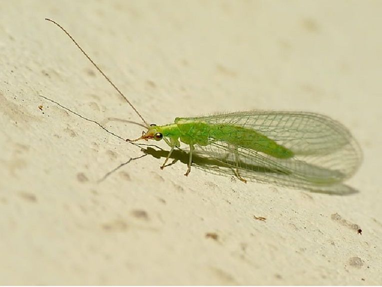 Зеленая муха тля. Зеленое насекомое с крыльями. Маленькое зеленое насекомое. Зеленое насекомое с прозрачными крыльями. Насекомые с зелеными крылышками.