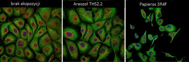 Morfologia komórek (kolorem zielonym oznaczono cytoszkielet komórki, czerwonym – mitochondria, niebieskim – jądro komórkowe), od lewej obraz pochodzący z mikroskopii konfokalnej: – po 7 dniach braku ekspozycji na dym tytoniowy i aerozol z THS2.2; – po 7 dniach stałej ekspozycji na aerozol THS2.2 (o stężeniu 7.5µg/ml); – po 7 dniach ekspozycji na dym tytoniowy papierosa referencyjnego (o stężeniu 7.5µg/ml)