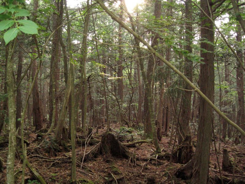 Nagrywal Film O Lesie Samobojcow Przez Przypadek Pokazal Cos Przerazajacego Wp Turystyka