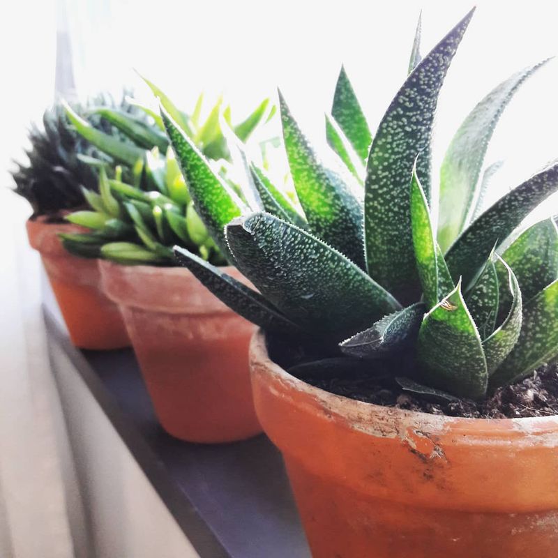 instagram.com/emiumatilda