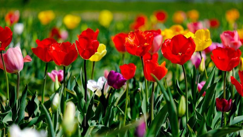 szara pleśń na tulipanach, fot. Pixabay