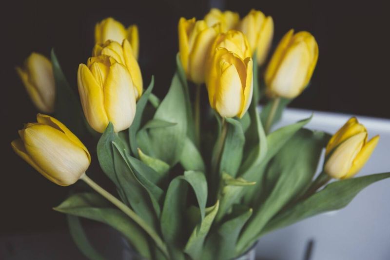 szara pleśń na tulipanach, fot. Pixabay