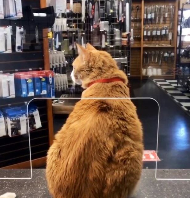 Bodega Cats/twitter