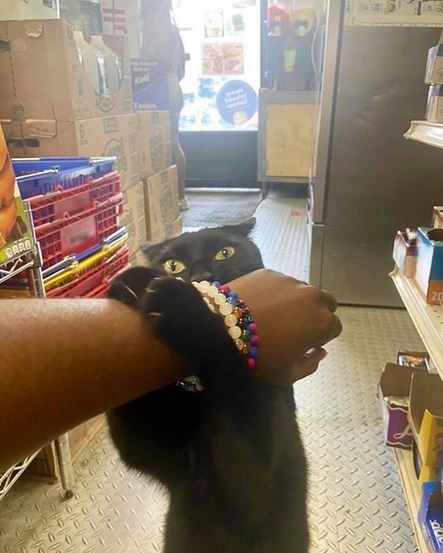 Bodega Cats/twitter
