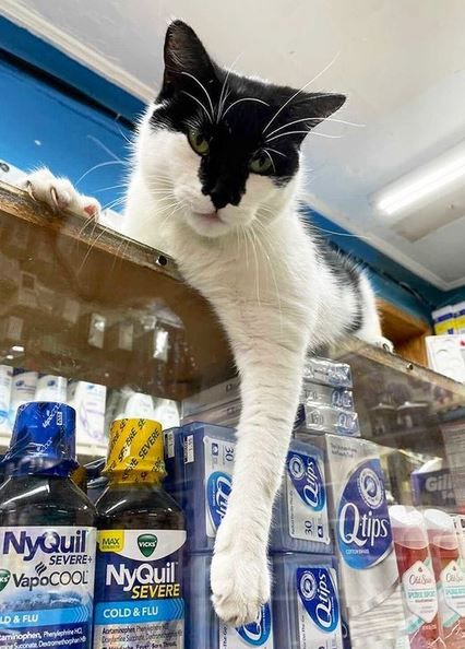 Bodega Cats/twitter