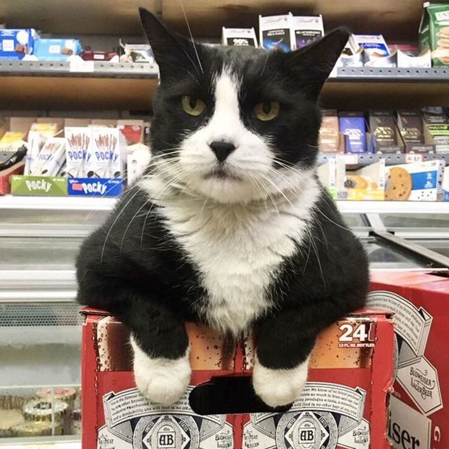 Bodega Cats/twitter