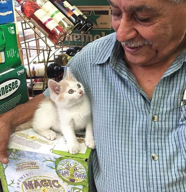 Bodega Cats/twitter
