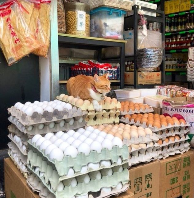 Bodega Cats/twitter