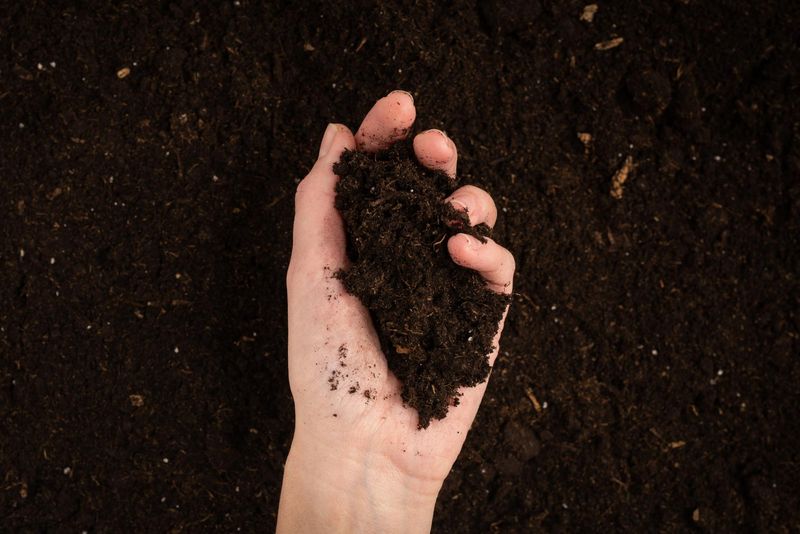 Domowy test na pH ziemi w ogródku. Wystarczą dwa składniki i próbka gleby