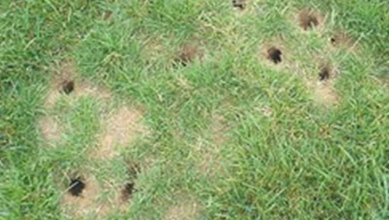 jak przegonić nornicę z ogrodu, Fot. getridofthings.blogspot.com