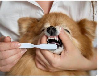 domowa pasta do zębów dla psa, Fot. Freepik,