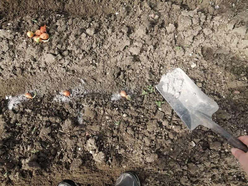 Jak uprawiać cebulkę dymkę fot. genialne.pl