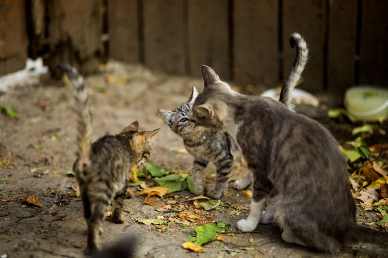 jak pozbyć się kotów z ogrodu, fot. Freepik.com