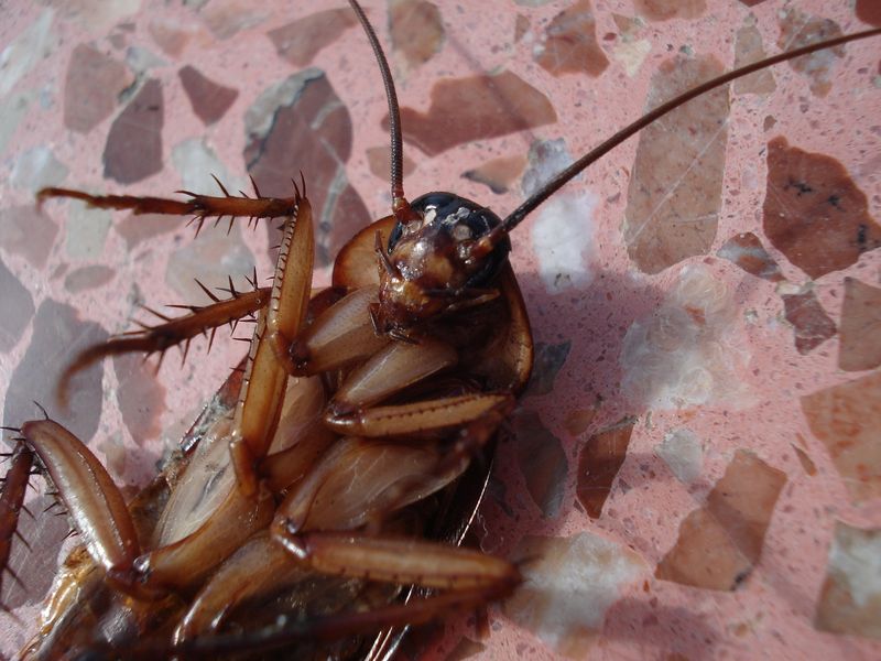Jak wytępić karaluchy z domu?, fot. Pixabay