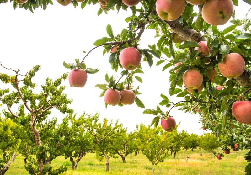 Czego nie sadzić obok jabłoni? fot. getty images