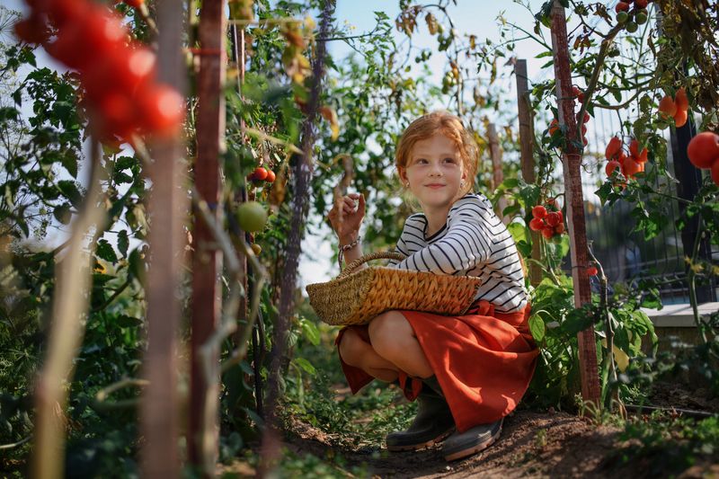 Czym podlewać pomidory po pikowaniu, fot. gettyimages