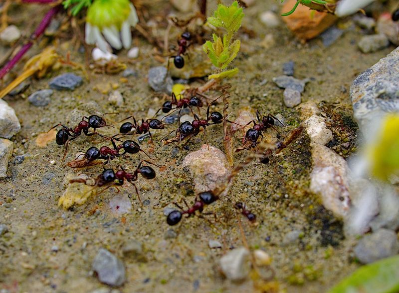 domowy sposób na mrówki w ogrodzie, fot. Getty Images